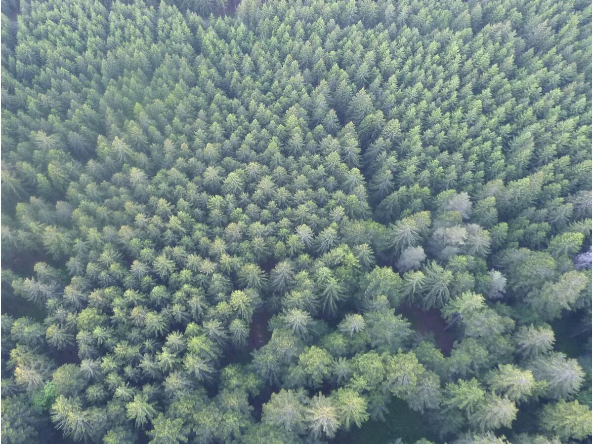 2019.10.12-20-wald-uf-de-rau_sky-view_for-Homepage_resize